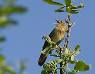 Eurasian River Warbler - Locustella fluviatilis