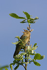 Eurasian River Warbler - Locustella fluviatilis