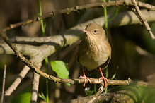 Eurasian River Warbler - Locustella fluviatilis