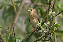 Eurasian River Warbler - Locustella fluviatilis