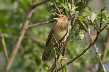 Eurasian River Warbler - Locustella fluviatilis