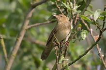 Eurasian River Warbler - Locustella fluviatilis