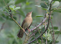 Eurasian River Warbler - Locustella fluviatilis