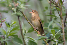 Cvrčilka říční - Locustella fluviatilis