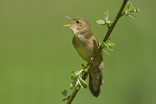 Common Grasshopper Warbler - Locustella naevia