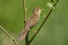 Common Grasshopper Warbler - Locustella naevia