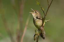 Common Grasshopper Warbler - Locustella naevia