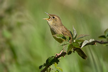 Common Grasshopper Warbler - Locustella naevia