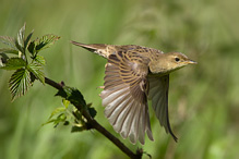 Common Grasshopper Warbler - Locustella naevia