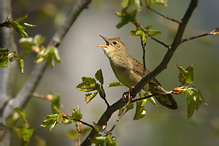 Cvrčilka zelená - Locustella naevia