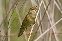 Common Grasshopper Warbler - Locustella naevia