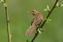 Cvrčilka zelená - Locustella naevia