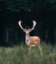 Fallow Deer - Dama dama