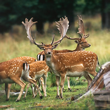 Fallow Deer - Dama dama