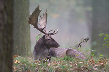 Fallow Deer - Dama dama