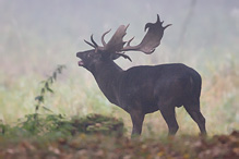 Fallow Deer - Dama dama