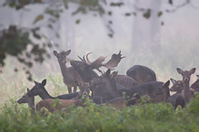 Fallow Deer - Dama dama