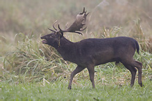 Fallow Deer - Dama dama