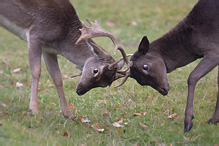 Fallow Deer - Dama dama