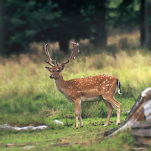 Fallow Deer - Dama dama