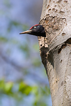 Black Woodpecker - Dryocopus martius