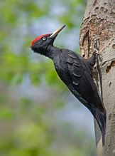 Black Woodpecker - Dryocopus martius