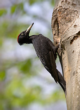 Black Woodpecker - Dryocopus martius