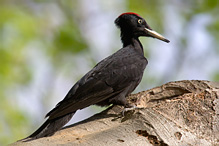 <b>Black Woodpecker</b>