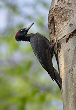 Black Woodpecker - Dryocopus martius