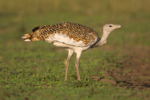 Great Bustard - Otis tarda