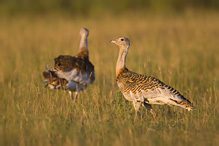 Great Bustard - Otis tarda