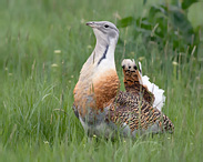 Great Bustard - Otis tarda