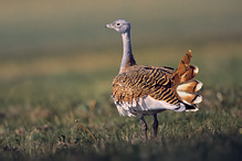 Great Bustard - Otis tarda