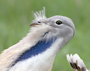 Great Bustard - Otis tarda