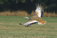 Great Bustard - Otis tarda