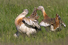 Great Bustard