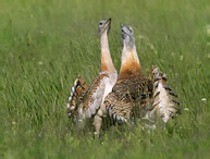 Great Bustard - Otis tarda