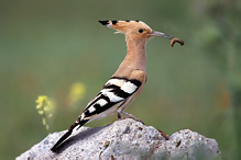 Hoopoe - Upupa epops