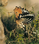 Hoopoe - Upupa epops