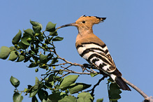 Hoopoe - Upupa epops