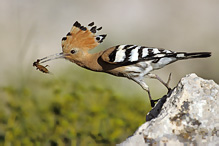 Hoopoe - Upupa epops