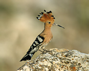 Hoopoe - Upupa epops