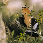 Hoopoe - Upupa epops