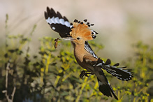 Hoopoe - Upupa epops