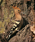 Hoopoe - Upupa epops