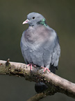 Stock Dove - Columba oenas