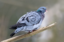 Stock Dove - Columba oenas