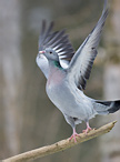 Holub doupňák - Columba oenas