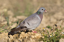 Holub doupňák - Columba oenas