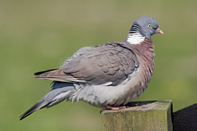 Holub hřivnáč - Columba palumbus